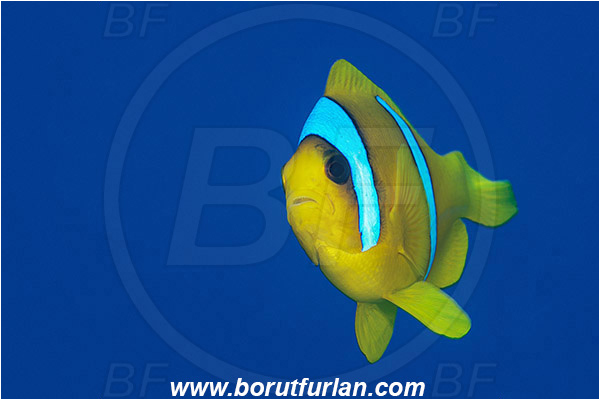 Marsa Shagra, Marsa Alam, Egypt, Red sea, Amphiprion bicinctus, Amphiprion, Pomacentridae, Red Sea Anemonefish, Anemonefish, Red sea Clownfish, Clownfish, Fish