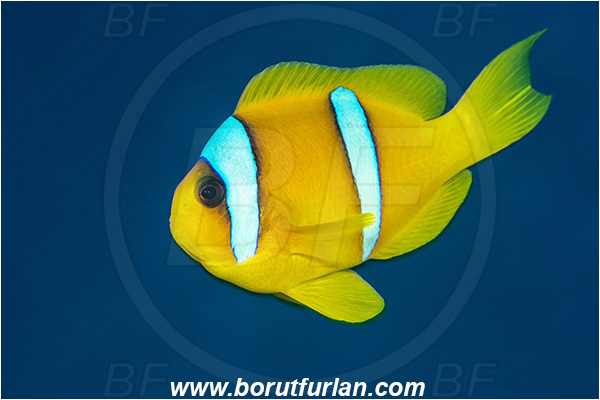 Marsa Shagra, Marsa Alam, Egypt, Red sea, Amphiprion bicinctus, Amphiprion, Pomacentridae, Red Sea Anemonefish, Anemonefish, Red sea Clownfish, Clownfish, Fish