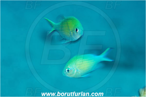 Marsa Shagra, Marsa Alam, Egypt, Red sea, Chromis viridis, Chromis, Pomacentridae, Blue-green chromis, Fish