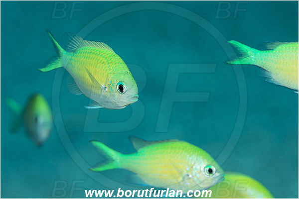 Marsa Shagra, Marsa Alam, Egypt, Red sea, Chromis viridis, Chromis, Pomacentridae, Blue-green chromis, Fish