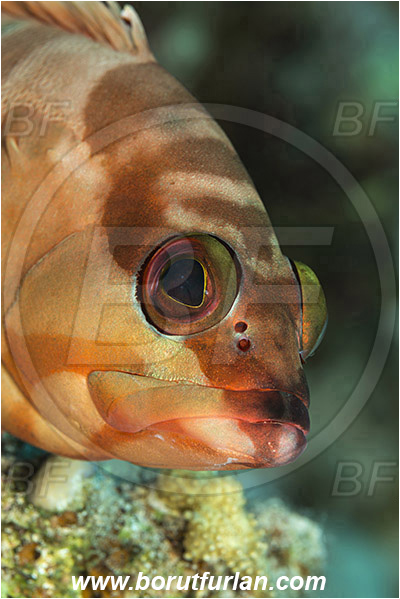 Marsa Shagra, Marsa Alam, Egypt, Red sea, Epinephelus fasciatus, Epinephelus, Serranidae, Blacktip grouper, Grouper, Fish, Portrait