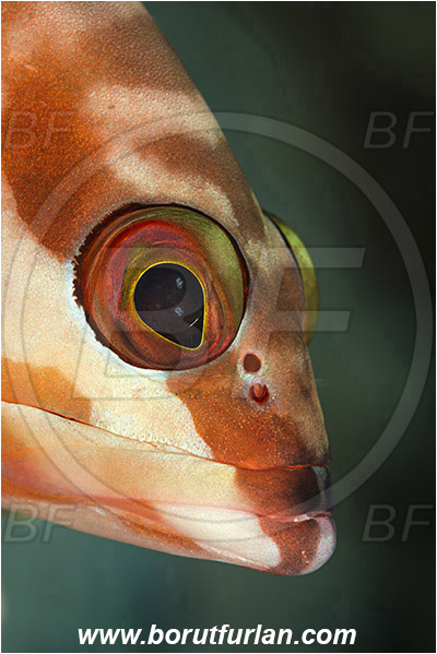 Marsa Shagra, Marsa Alam, Egypt, Red sea, Epinephelus fasciatus, Epinephelus, Serranidae, Blacktip grouper, Grouper, Fish, Portrait