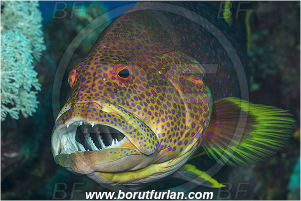 Marsa Shagra, Marsa Alam, Egypt, Red sea, Variola louti, Variola, Serranidae, Yellow-edged lyretail, Lyretail grouper, Moon grouper, Grouper, Fish, Portrait