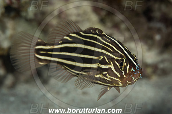 Marsa Shagra, Marsa Alam, Egypt, Red sea, Grammistes sexlineatus, Grammistes, Serranidae, Goldenstriped soapfish, Soapfish, Fish