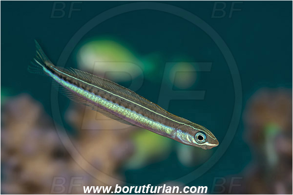 Marsa Shagra, Marsa Alam, Egypt, Red sea, Plagiotremus tapeinosoma, Plagiotremus, Blenniidae, Piano fangblenny, Fangblenny, Blenny, Fish
