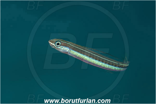 Marsa Shagra, Marsa Alam, Egypt, Red sea, Plagiotremus tapeinosoma, Plagiotremus, Blenniidae, Piano fangblenny, Fangblenny, Blenny, Fish