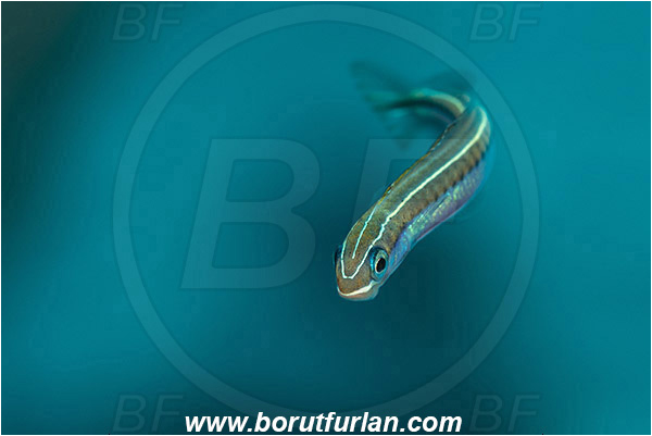 Marsa Shagra, Marsa Alam, Egypt, Red sea, Plagiotremus tapeinosoma, Plagiotremus, Blenniidae, Piano fangblenny, Fangblenny, Blenny, Fish