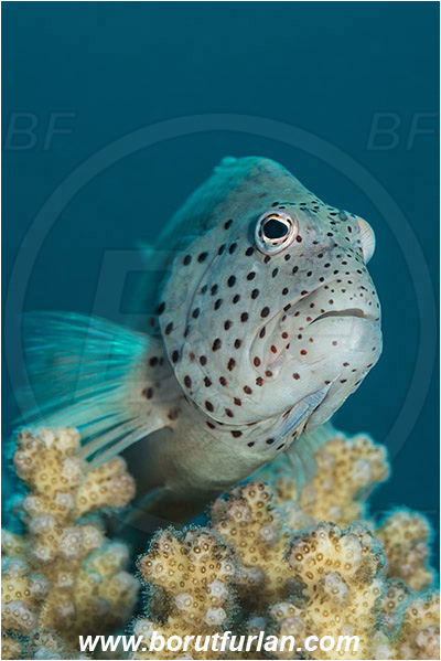 Marsa Shagra, Marsa Alam, Egypt, Red sea, Paracirrhites forsteri, Paracirrhites, Cirrhitidae, Blackside Hawkfish, Hawkfish, Fish, Portrait