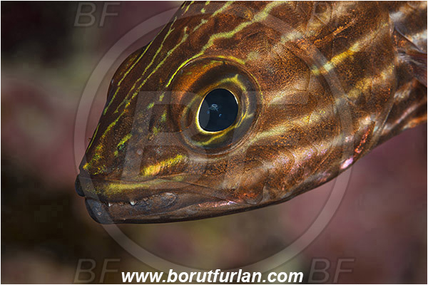 Marsa Shagra, Marsa Alam, Egypt, Red sea, Cheilodipterus macrodon, Cheilodipterus, Apogonidae, Large-toothed Cardinalfish, Cardinalfish, Fish, Portrait