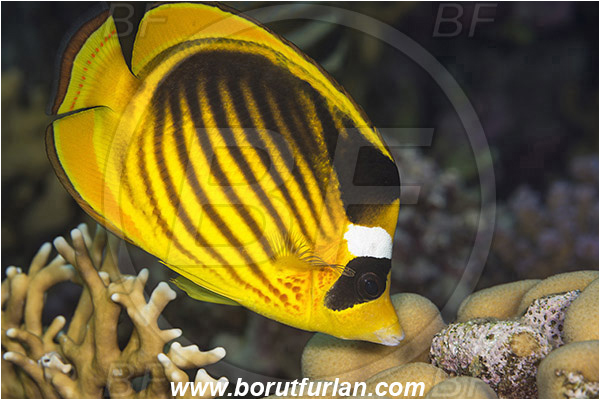 Marsa Shagra, Marsa Alam, Egypt, Red sea, Chaetodon fasciatus, Chaetodon, Chaetodontidae, Raccoon Butterflyfish, Butterflyfish, Fish