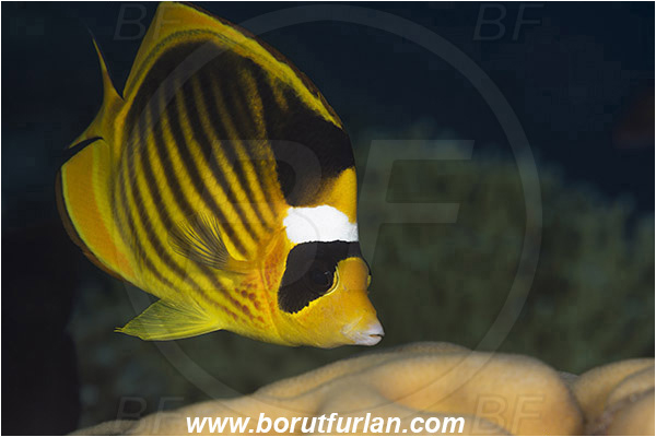 Marsa Shagra, Marsa Alam, Egypt, Red sea, Chaetodon fasciatus, Chaetodon, Chaetodontidae, Raccoon Butterflyfish, Butterflyfish, Fish