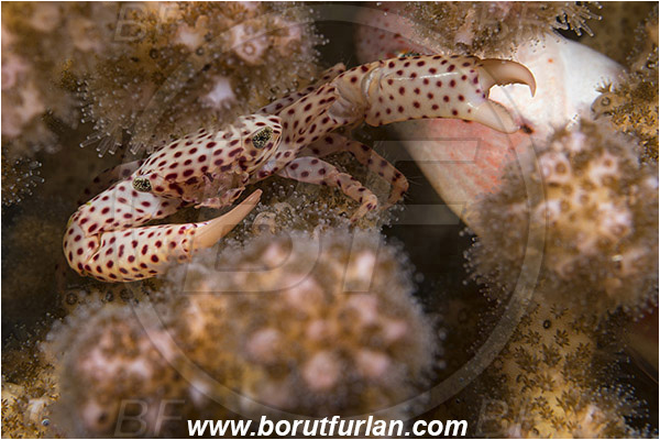Marsa Shagra, Marsa Alam, Egypt, Red sea, Trapezia tigrina, Trapezia, Trapeziidae, Decapoda, Crustacea, Crustacean, Red-spotted guard crab, Crab