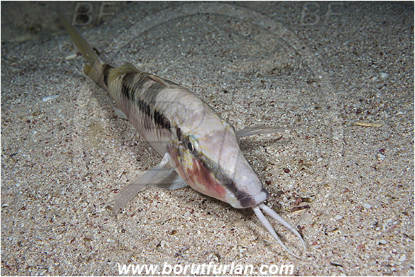 Marsa Shagra, Marsa Alam, Egypt, Red sea, Parupeneus macronemus, Parupeneus, Mullidae, Long-barbel goatfish, Goatfish, Fish