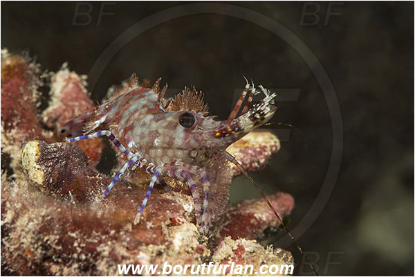 Marsa Shagra, Marsa Alam, Egypt, Red sea, Saron marmoratus, Saron, Hippolytidae, Marbled shrimp, Shrimp, Decapoda, Crustacea, Crustacean