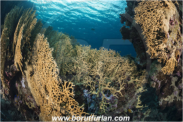 Sharm Abu Dabab, Marsa Alam, Egypt, Red sea, Millepora dichotoma, Millepora, Milleporidae, Hydrozoa, Cnidaria, Cnidarian, Net fire coral, Fire coral, Reef