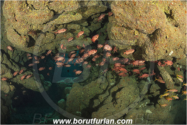 Sharm Abu Dabab, Marsa Alam, Egypt, Red sea, Myripristis murdjan, Myripristis, Holocentridae, Blotcheye Soldierfish, Pinecone soldierfish, Soldierfish, Fish, Fish school, Reef, Cave