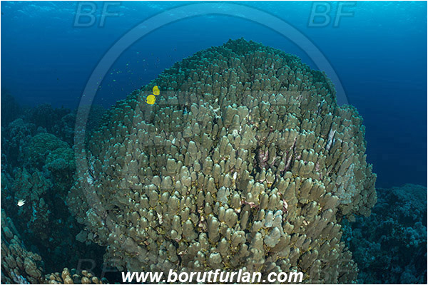 Sharm Abu Dabab, Marsa Alam, Egypt, Red sea, Porites nodifera, Porites, Poritidae, Dome coral, Coral, Anthozoa, Cnidaria, Cnidarian, Reef
