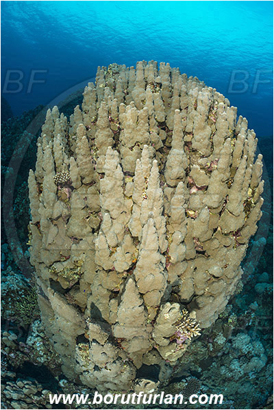 Sharm Abu Dabab, Marsa Alam, Egypt, Red sea, Porites nodifera, Porites, Poritidae, Dome coral, Coral, Anthozoa, Cnidaria, Cnidarian, Reef