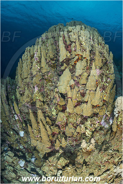 Sharm Abu Dabab, Marsa Alam, Egypt, Red sea, Porites nodifera, Porites, Poritidae, Dome coral, Coral, Anthozoa, Cnidaria, Cnidarian, Reef