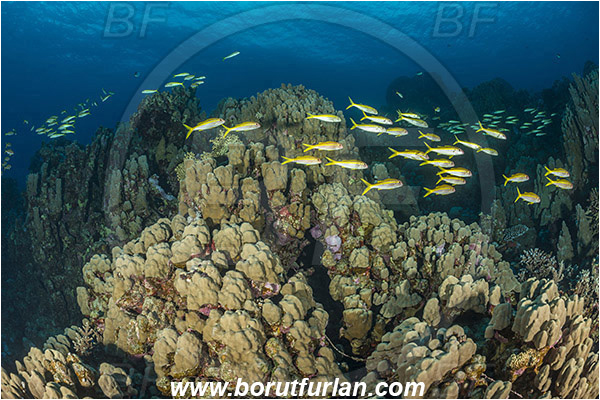 Sharm Abu Dabab, Marsa Alam, Egypt, Red sea, Porites sp., Porites, Poritidae, Hard coral, Coral, Anthozoa, Cnidaria, Cnidarian, Mulloidichthys vanicolensis, Mulloidichthys, Mullidae, Yellowfin Goatfish, Goatfish, Fish, Fish school, Reef