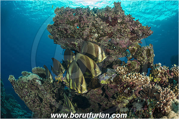 Sharm Abu Dabab, Marsa Alam, Egypt, Red sea, Platax orbicularis, Platax, Ephippidae, Round Batfish, Orbicular batfish, Batfish, Fish, Fish school, Reef