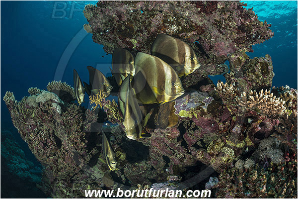 Sharm Abu Dabab, Marsa Alam, Egypt, Red sea, Platax orbicularis, Platax, Ephippidae, Round Batfish, Orbicular batfish, Batfish, Fish, Fish school, Reef