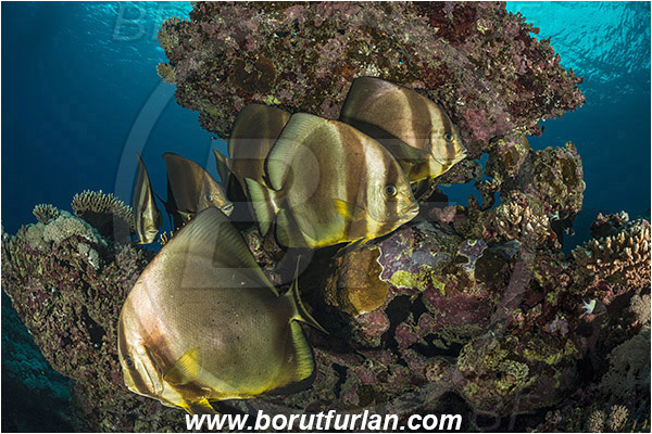Sharm Abu Dabab, Marsa Alam, Egypt, Red sea, Platax orbicularis, Platax, Ephippidae, Round Batfish, Orbicular batfish, Batfish, Fish, Fish school, Reef