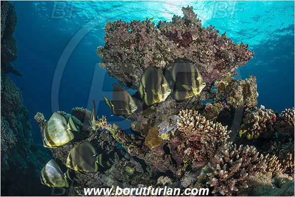 Sharm Abu Dabab, Marsa Alam, Egypt, Red sea, Platax orbicularis, Platax, Ephippidae, Round Batfish, Orbicular batfish, Batfish, Fish, Fish school, Reef