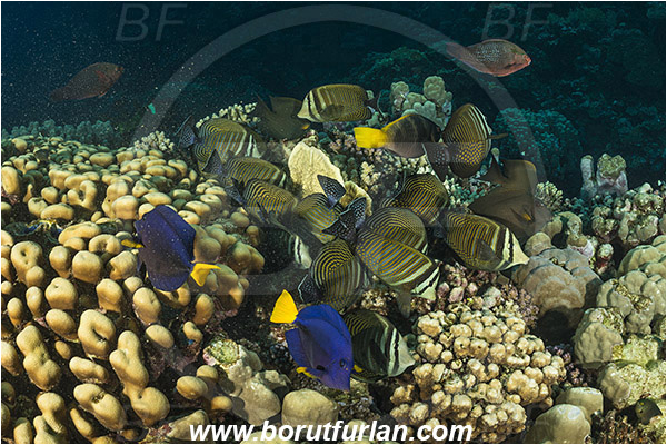 Sharm Abu Dabab, Marsa Alam, Egypt, Red sea, Zebrasoma desjardinii, Zebrasoma xanthurum, Zebrasoma, Acanthuridae, Yellowtail Tang, Sailfin Tang, Surgeonfish, Fish, Fish school, Feeding, Reef