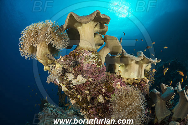 Shaab Abu Dabab, Marsa Alam, Egypt, Red sea, Sarcophyton sp., Sarcophyton, Alcyoniidae, Anthozoa, Cnidaria, Cnidarian, Mushroom Leather Coral, Leather Coral, Coral, Reef