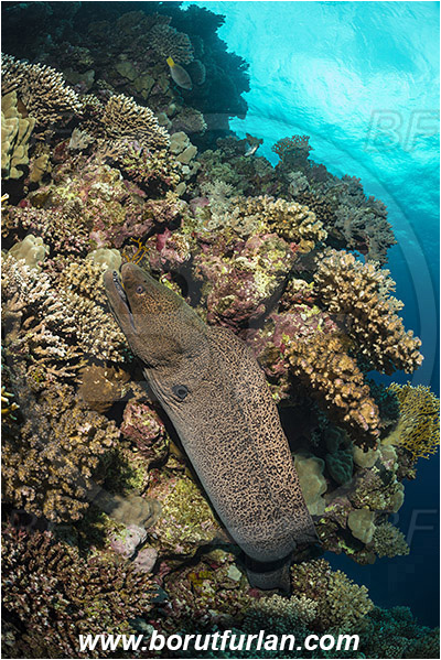 Shaab Abu Dabab, Marsa Alam, Egypt, Red sea, Gymnothorax javanicus, Gymnothorax, Muraenidae, Giant Moray, Moray, Fish, Reef