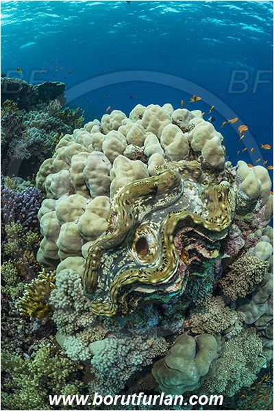 Shaab Abu Dabab, Marsa Alam, Egypt, Red sea, Tridacna quamosa, Tridacna, Cardiidae, Bivalvia, Mollusca, Mollusc, Fluted giant clam, Clam, Shell, Reef