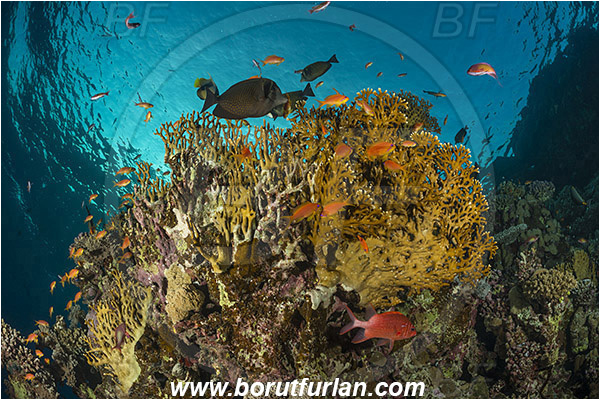 Marsa Shagra, Marsa Alam, Egypt, Red sea, Millepora dichotoma, Millepora, Milleporidae, Hydrozoa, Cnidaria, Cnidarian, Net fire coral, Fire coral, Reef