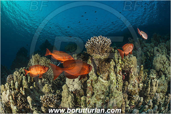 Marsa Shagra, Marsa Alam, Egypt, Red sea, Priacanthus hamrur, Priacanthus, Priacanthidae, Lunartail Bigeye, Bigeye, Fish, Fish school, Reef
