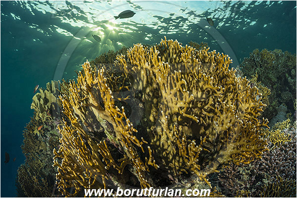 Marsa Shagra, Marsa Alam, Egypt, Red sea, Millepora dichotoma, Millepora, Milleporidae, Hydrozoa, Cnidaria, Cnidarian, Net fire coral, Fire coral, Reef