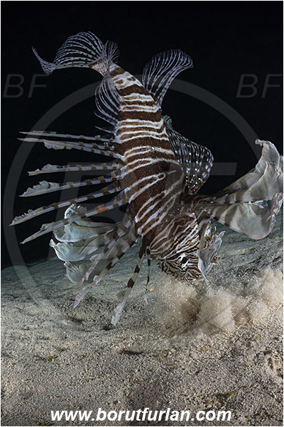 Marsa Shagra, Marsa Alam, Egypt, Red sea, Pterois volitans, Pterois, Scorpaenidae, Red lionfish, Lionfish, Siganus rivulatus, Siganus, Siganidae, Marbled spinefoot, Spinefoot, Marbled rabbit fish, Rabbit fish, Fish, Night, Hunting, Predator, Prey