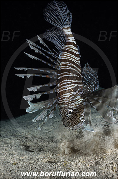 Marsa Shagra, Marsa Alam, Egypt, Red sea, Pterois volitans, Pterois, Scorpaenidae, Red lionfish, Lionfish, Siganus rivulatus, Siganus, Siganidae, Marbled spinefoot, Spinefoot, Marbled rabbit fish, Rabbit fish, Fish, Night, Hunting, Predator, Prey