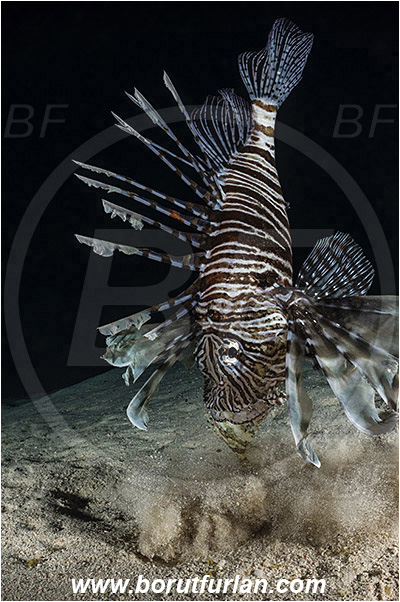 Marsa Shagra, Marsa Alam, Egypt, Red sea, Pterois volitans, Pterois, Scorpaenidae, Red lionfish, Lionfish, Siganus rivulatus, Siganus, Siganidae, Marbled spinefoot, Spinefoot, Marbled rabbit fish, Rabbit fish, Fish, Night, Hunting, Predator, Prey