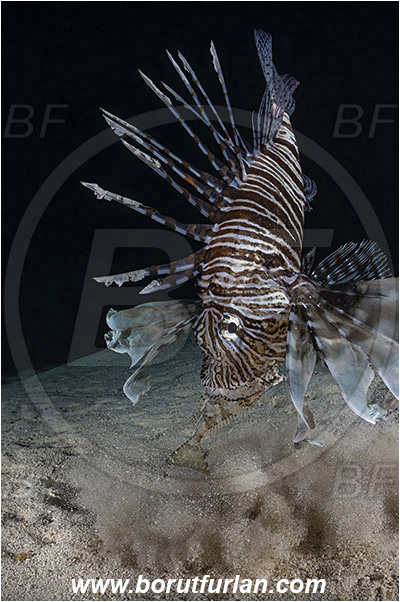 Marsa Shagra, Marsa Alam, Egypt, Red sea, Pterois volitans, Pterois, Scorpaenidae, Red lionfish, Lionfish, Siganus rivulatus, Siganus, Siganidae, Marbled spinefoot, Spinefoot, Marbled rabbit fish, Rabbit fish, Fish, Night, Hunting, Predator, Prey
