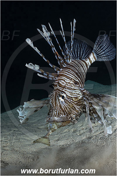 Marsa Shagra, Marsa Alam, Egypt, Red sea, Pterois volitans, Pterois, Scorpaenidae, Red lionfish, Lionfish, Siganus rivulatus, Siganus, Siganidae, Marbled spinefoot, Spinefoot, Marbled rabbit fish, Rabbit fish, Fish, Night, Hunting, Predator, Prey