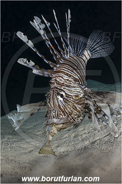 Marsa Shagra, Marsa Alam, Egypt, Red sea, Pterois volitans, Pterois, Scorpaenidae, Red lionfish, Lionfish, Siganus rivulatus, Siganus, Siganidae, Marbled spinefoot, Spinefoot, Marbled rabbit fish, Rabbit fish, Fish, Night, Hunting, Predator, Prey
