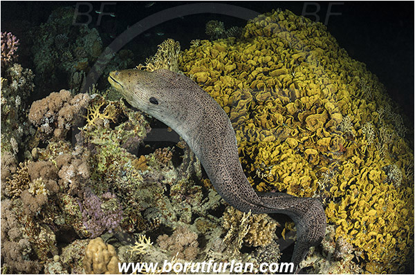 Marsa Shagra, Marsa Alam, Egypt, Red sea, Gymnothorax javanicus, Gymnothorax, Muraenidae, Giant Moray, Moray, Fish, Night, Hunting
