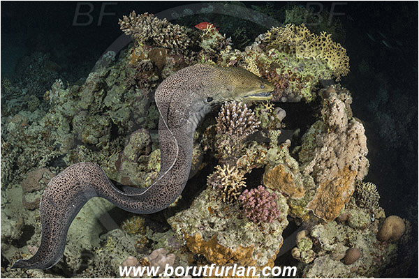 Marsa Shagra, Marsa Alam, Egypt, Red sea, Gymnothorax javanicus, Gymnothorax, Muraenidae, Giant Moray, Moray, Fish, Night, Hunting