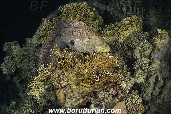 Marsa Shagra, Marsa Alam, Egypt, Red sea, Gymnothorax javanicus, Gymnothorax, Muraenidae, Giant Moray, Moray, Fish, Night, Hunting