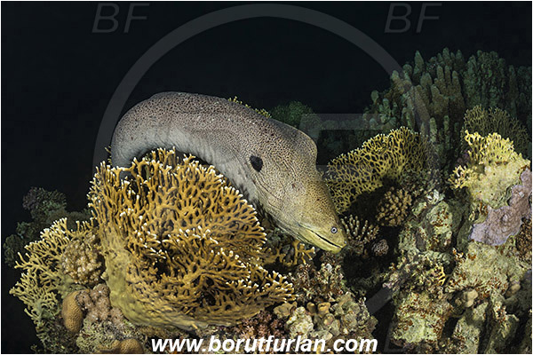 Marsa Shagra, Marsa Alam, Egypt, Red sea, Gymnothorax javanicus, Gymnothorax, Muraenidae, Giant Moray, Moray, Fish, Night, Hunting