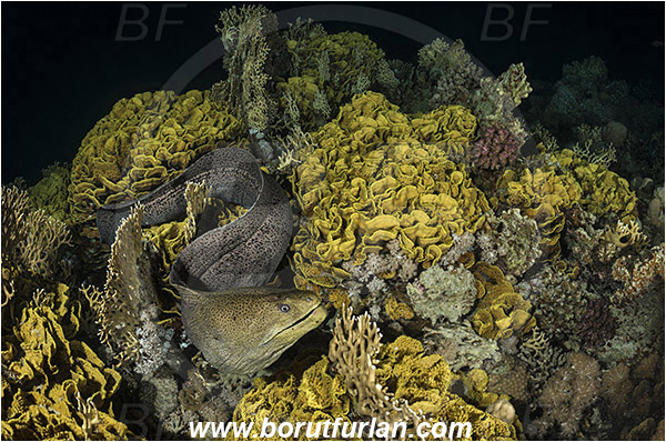 Marsa Shagra, Marsa Alam, Egypt, Red sea, Gymnothorax javanicus, Gymnothorax, Muraenidae, Giant Moray, Moray, Fish, Night, Hunting