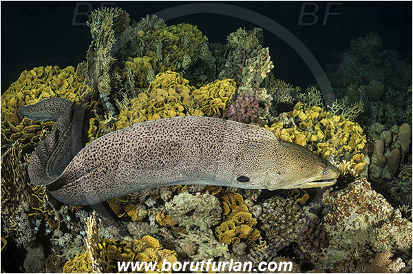 Marsa Shagra, Marsa Alam, Egypt, Red sea, Gymnothorax javanicus, Gymnothorax, Muraenidae, Giant Moray, Moray, Fish, Night, Hunting