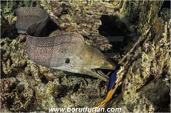 Marsa Shagra, Marsa Alam, Egypt, Red sea, Gymnothorax javanicus, Gymnothorax, Muraenidae, Giant Moray, Moray, Zebrasoma xanthurum, Zebrasoma, Acanthuridae, Yellowtail Tang, Surgeonfish, Fish, Night, Hunting, Predator, Prey