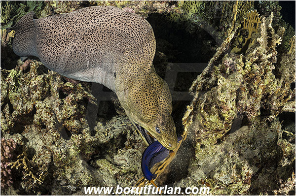 Marsa Shagra, Marsa Alam, Egypt, Red sea, Gymnothorax javanicus, Gymnothorax, Muraenidae, Giant Moray, Moray, Zebrasoma xanthurum, Zebrasoma, Acanthuridae, Yellowtail Tang, Surgeonfish, Fish, Night, Hunting, Predator, Prey