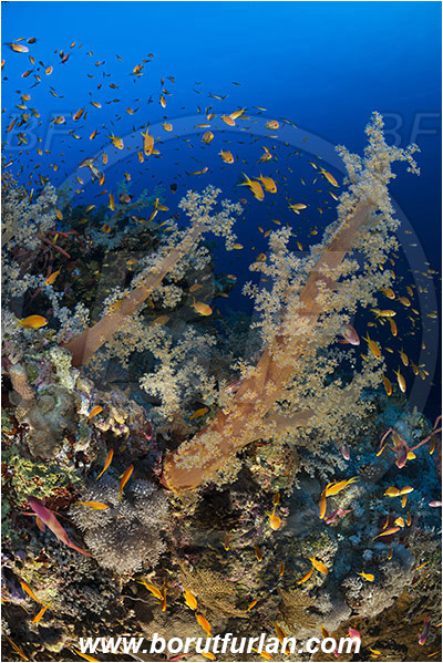 Elphinstone reef, Marsa Alam, Egypt, Red sea, Dendronephthya sp., Dendronephthya, Nephtheidae, Soft coral, Coral, Anthozoa, Cnidaria, Cnidarian, Pseudanthias squamipinnis, Pseudanthias, Serranidae, Lyretail Anthias, Sea goldie, Anthias, Fish, Fish school, Reef